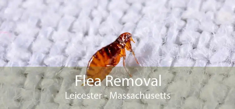 Flea Removal Leicester - Massachusetts