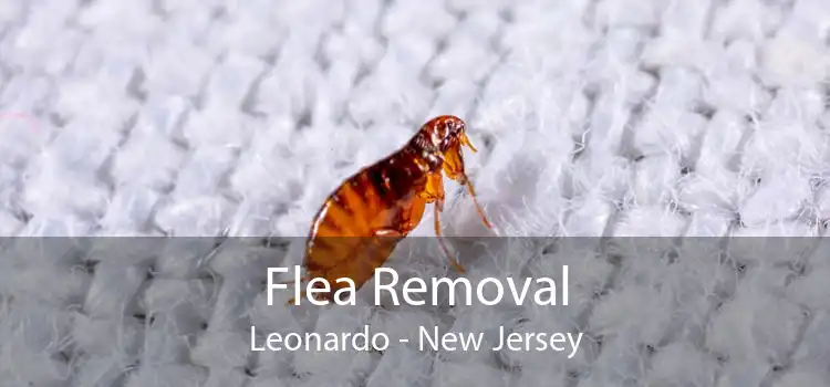Flea Removal Leonardo - New Jersey