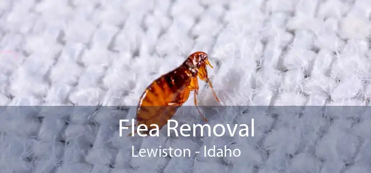 Flea Removal Lewiston - Idaho