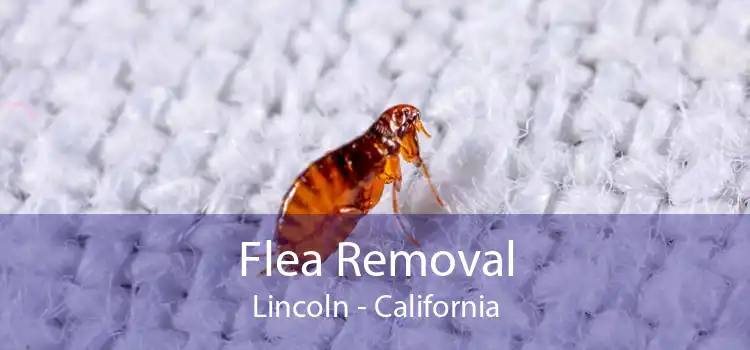 Flea Removal Lincoln - California