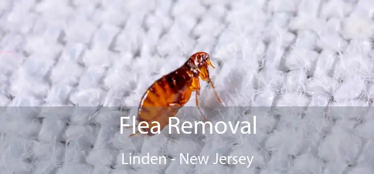 Flea Removal Linden - New Jersey