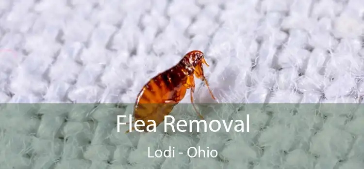 Flea Removal Lodi - Ohio