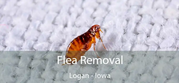 Flea Removal Logan - Iowa