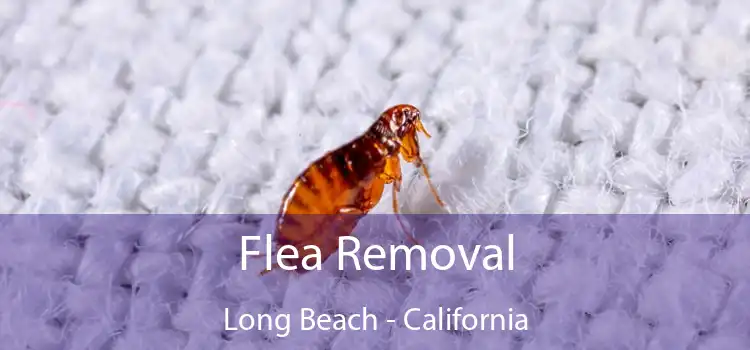 Flea Removal Long Beach - California