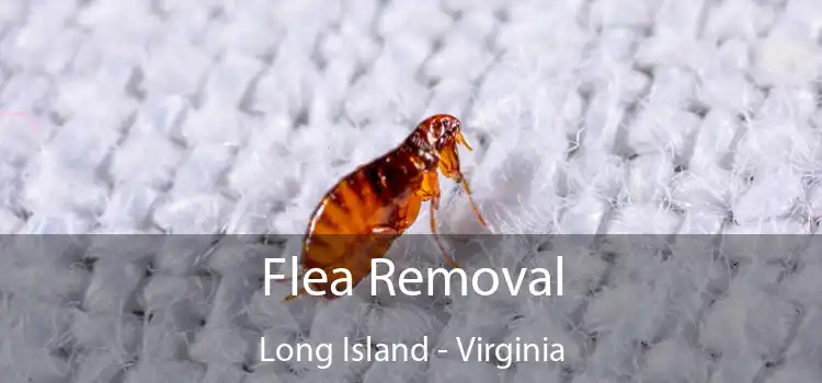 Flea Removal Long Island - Virginia