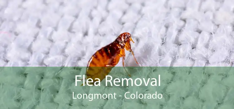 Flea Removal Longmont - Colorado