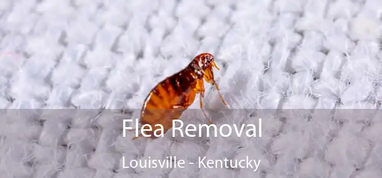 Flea Removal Louisville - Kentucky