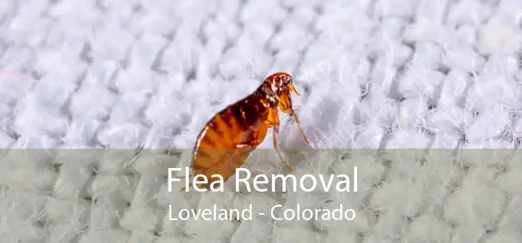 Flea Removal Loveland - Colorado