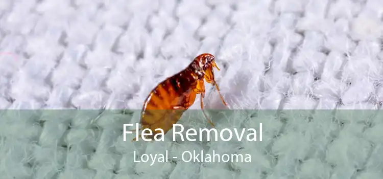 Flea Removal Loyal - Oklahoma
