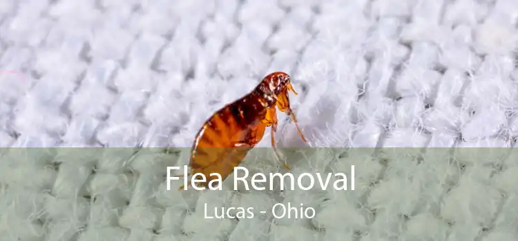 Flea Removal Lucas - Ohio