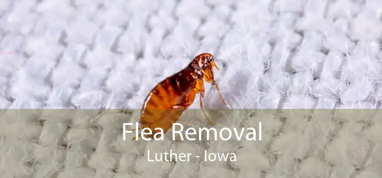 Flea Removal Luther - Iowa