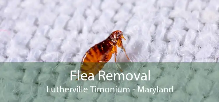 Flea Removal Lutherville Timonium - Maryland