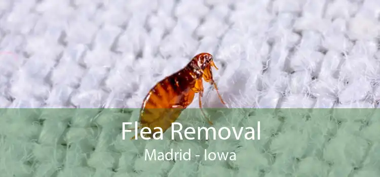 Flea Removal Madrid - Iowa