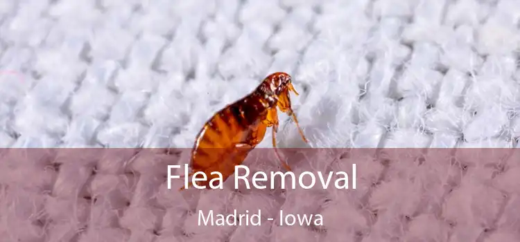 Flea Removal Madrid - Iowa