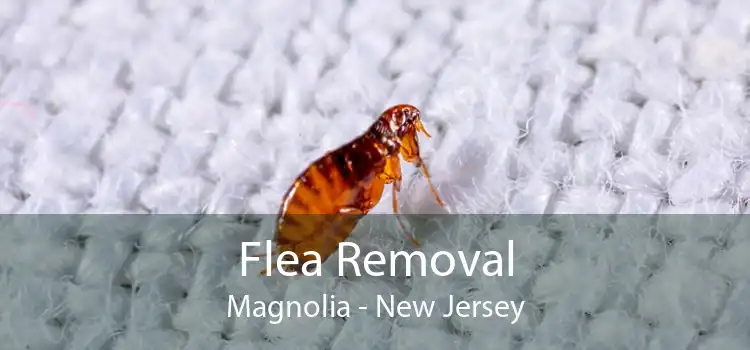 Flea Removal Magnolia - New Jersey