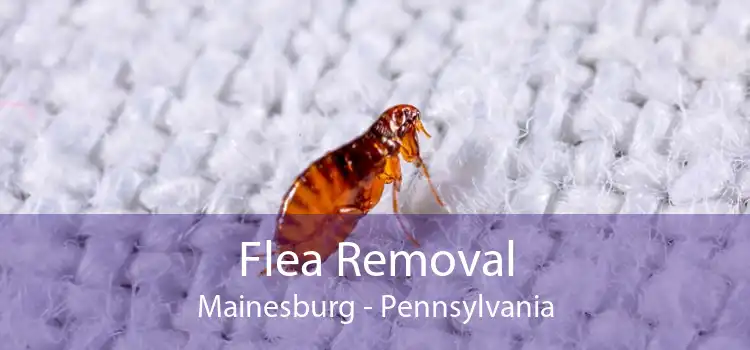 Flea Removal Mainesburg - Pennsylvania