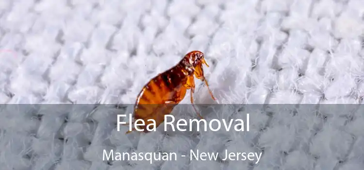 Flea Removal Manasquan - New Jersey