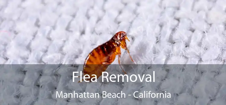Flea Removal Manhattan Beach - California