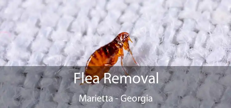 Flea Removal Marietta - Georgia