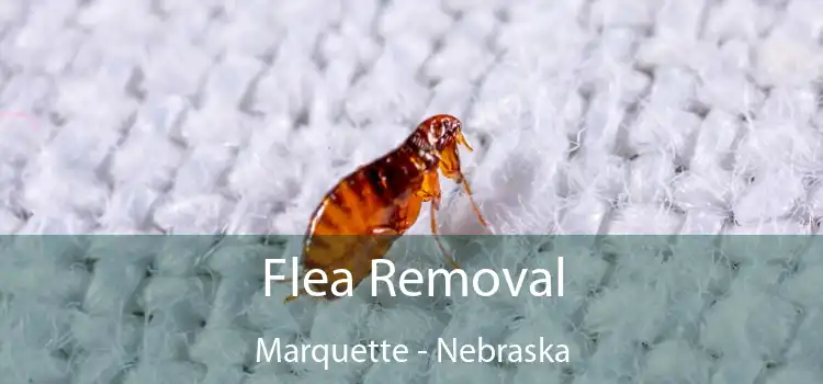 Flea Removal Marquette - Nebraska