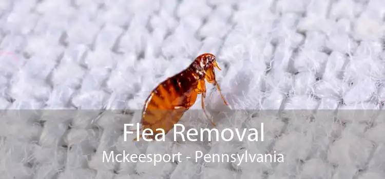 Flea Removal Mckeesport - Pennsylvania