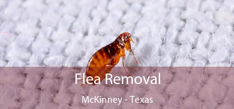 Flea Removal McKinney - Texas