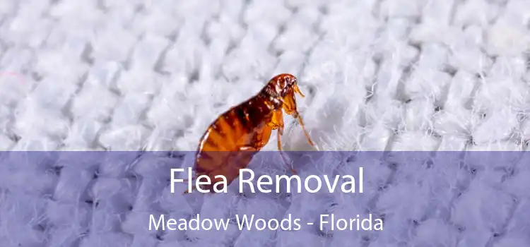Flea Removal Meadow Woods - Florida