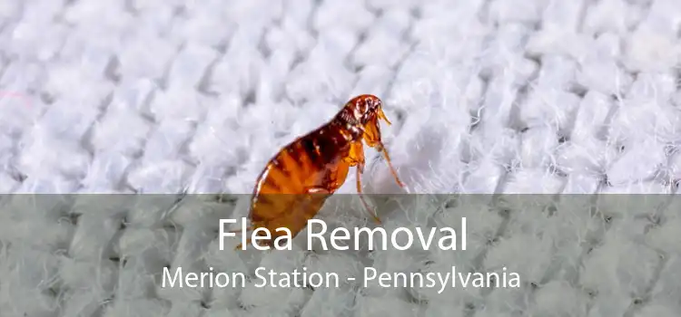 Flea Removal Merion Station - Pennsylvania