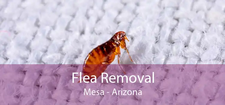 Flea Removal Mesa - Arizona