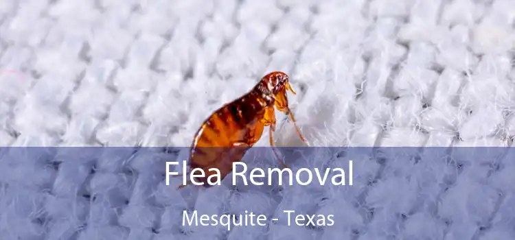 Flea Removal Mesquite - Texas