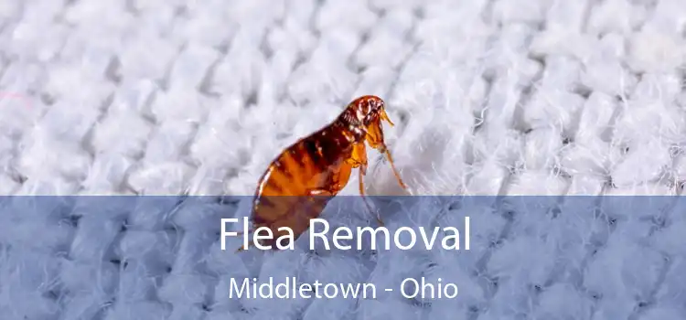 Flea Removal Middletown - Ohio