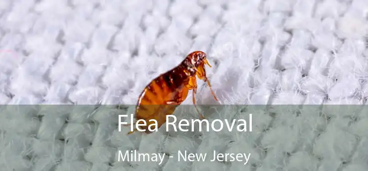 Flea Removal Milmay - New Jersey