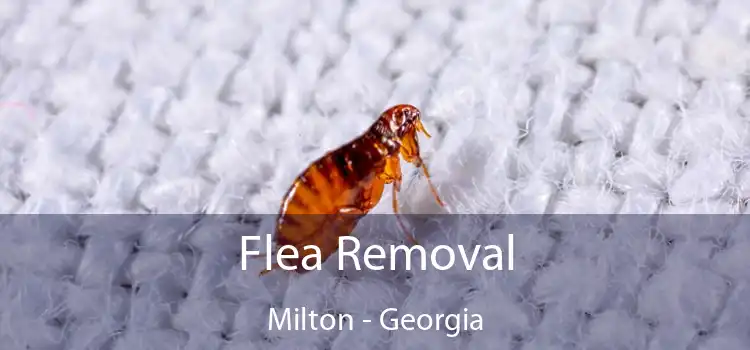 Flea Removal Milton - Georgia