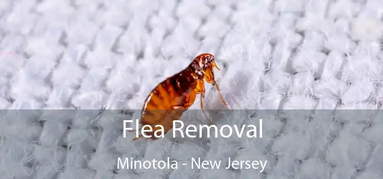 Flea Removal Minotola - New Jersey