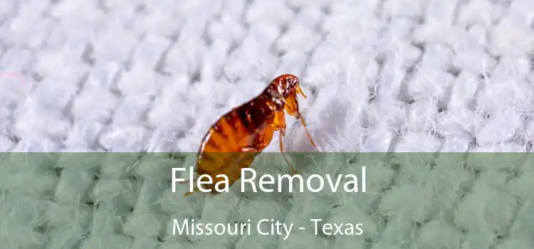 Flea Removal Missouri City - Texas