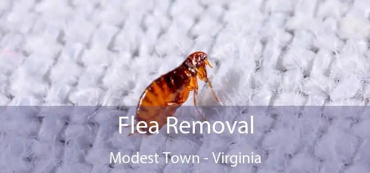 Flea Removal Modest Town - Virginia