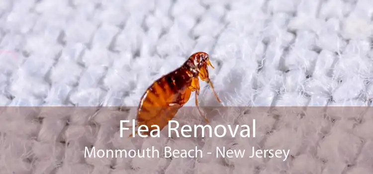 Flea Removal Monmouth Beach - New Jersey