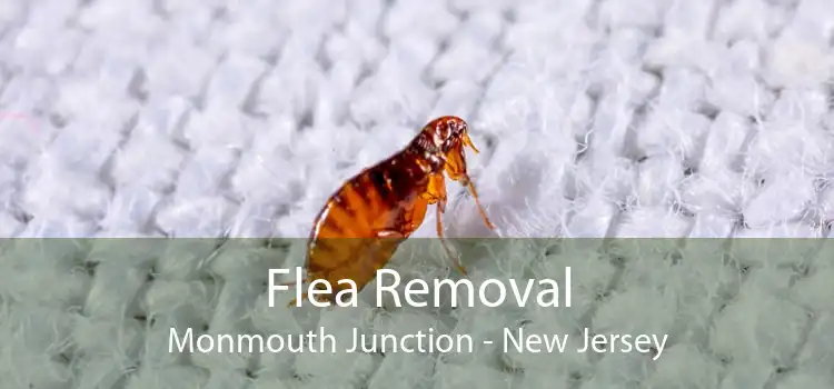 Flea Removal Monmouth Junction - New Jersey