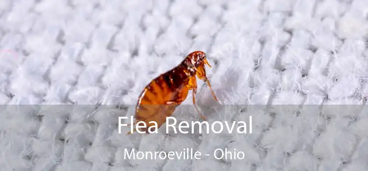 Flea Removal Monroeville - Ohio