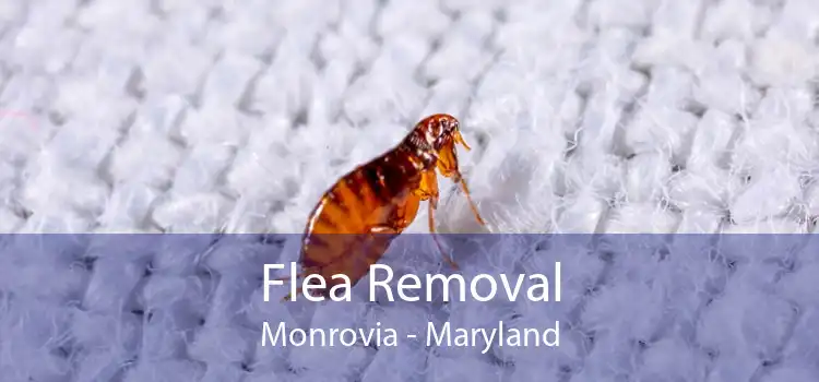 Flea Removal Monrovia - Maryland