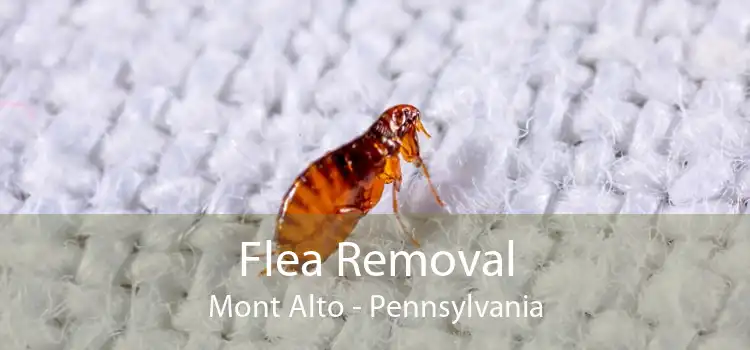 Flea Removal Mont Alto - Pennsylvania