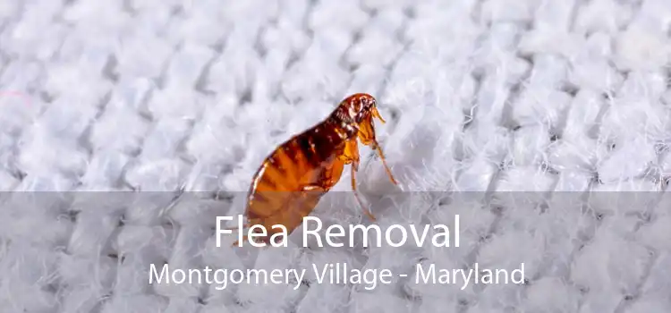 Flea Removal Montgomery Village - Maryland