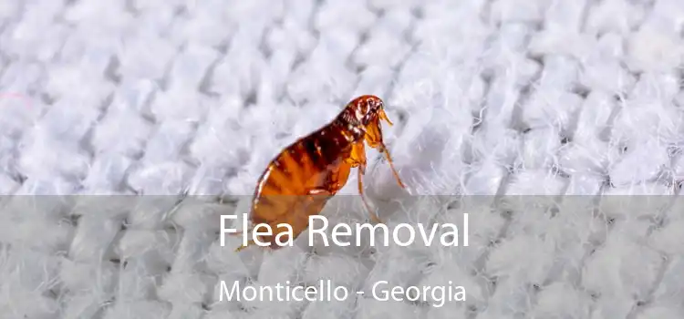 Flea Removal Monticello - Georgia