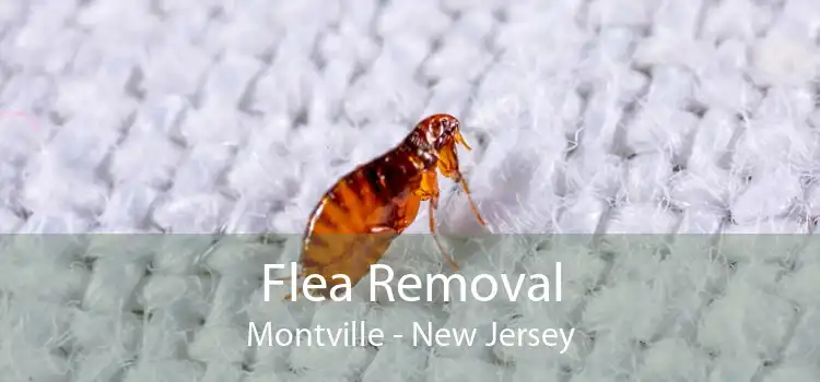 Flea Removal Montville - New Jersey