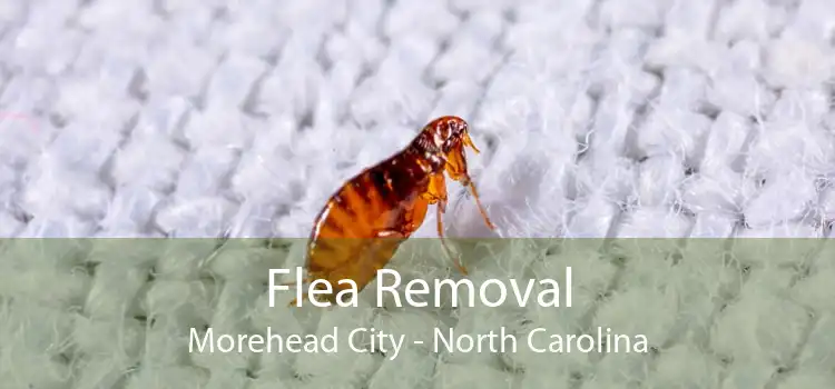 Flea Removal Morehead City - North Carolina
