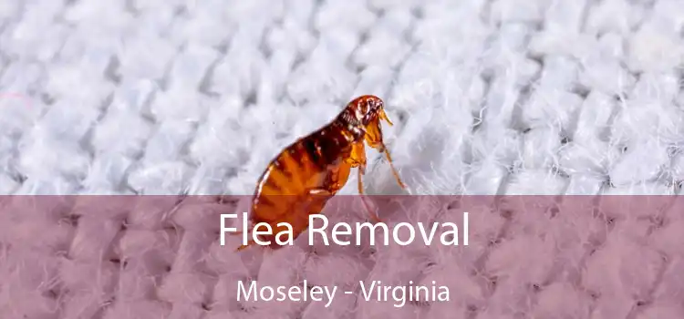 Flea Removal Moseley - Virginia
