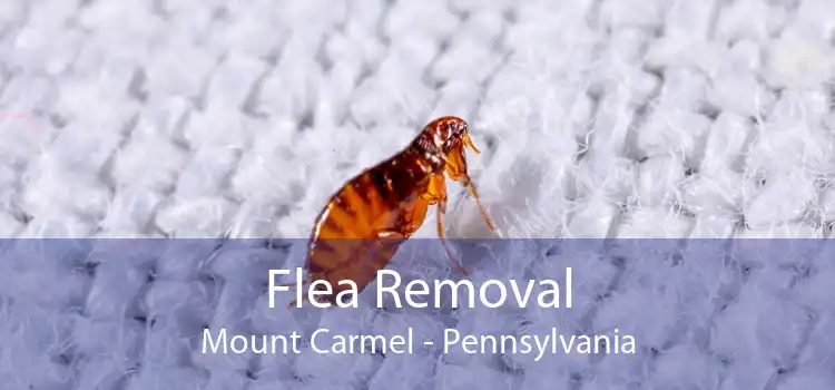 Flea Removal Mount Carmel - Pennsylvania