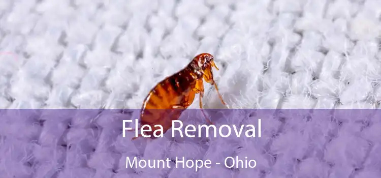 Flea Removal Mount Hope - Ohio