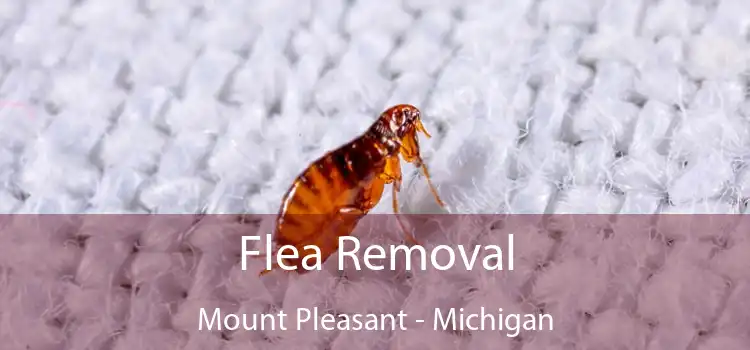 Flea Removal Mount Pleasant - Michigan