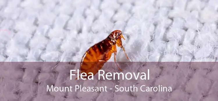 Flea Removal Mount Pleasant - South Carolina